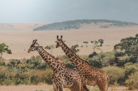 5 Days Mara, L.Nakuru & L.Naivasha Budget Safari