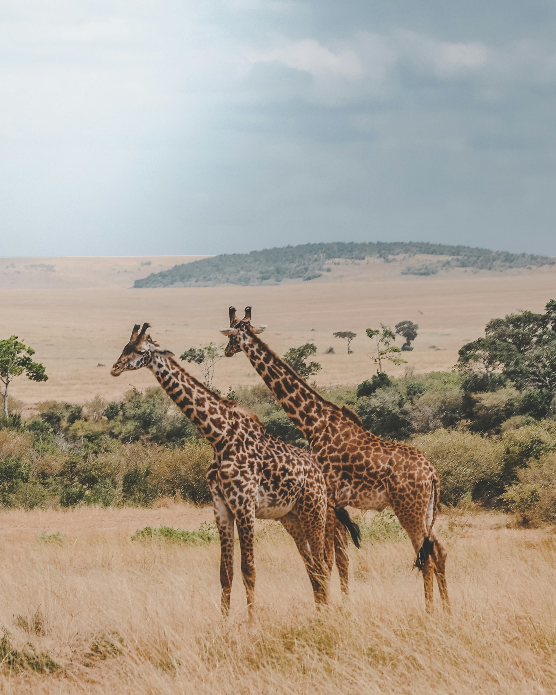 Amboseli National Park