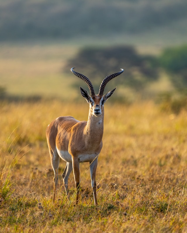 Lake Naivasha National Park