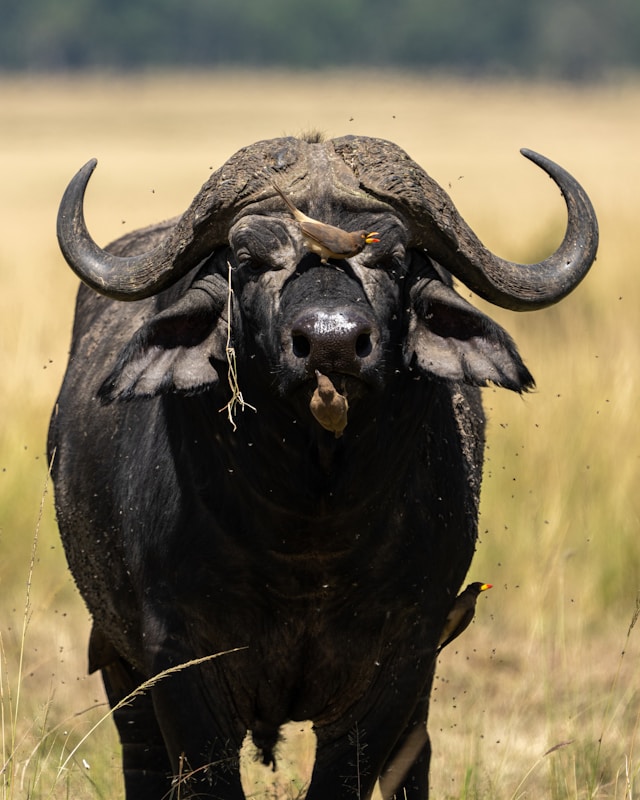 Samburu National Reserve