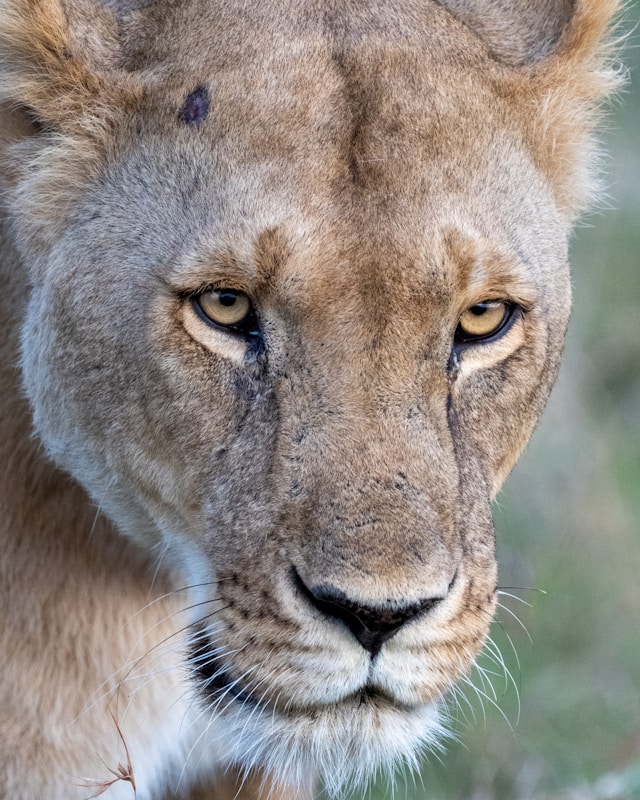 Lake Nakuru National Park