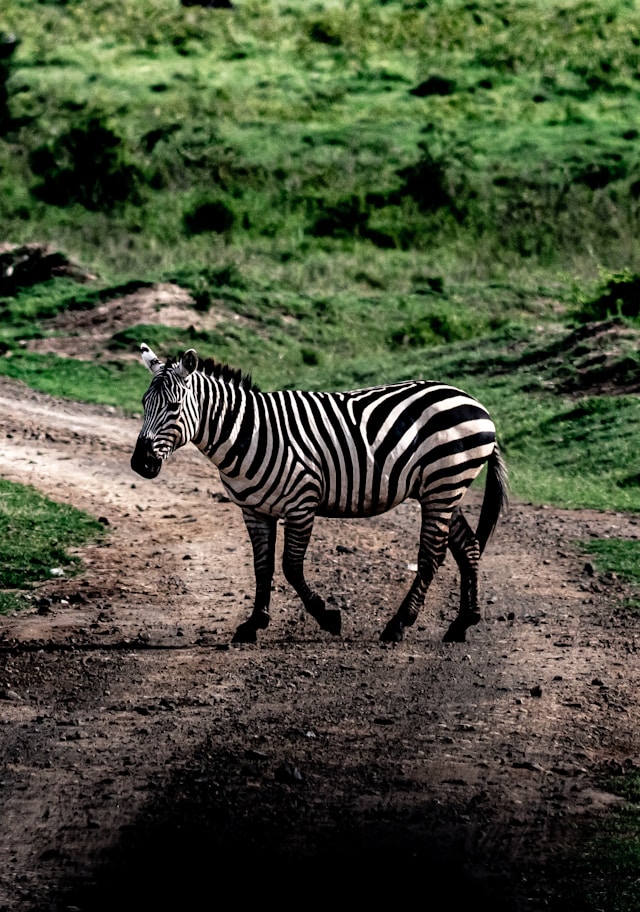 Tsavo East National Park