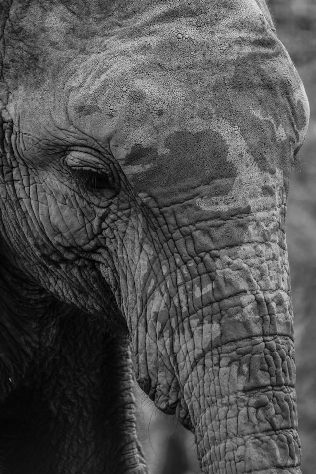 Masai Mara Game Reserve