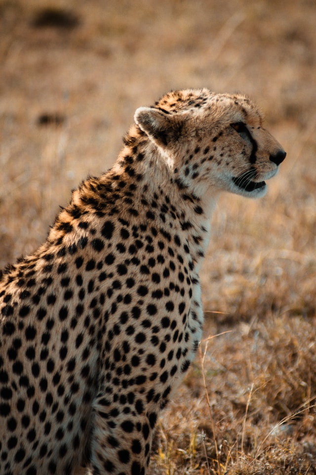 Tsavo West National Park